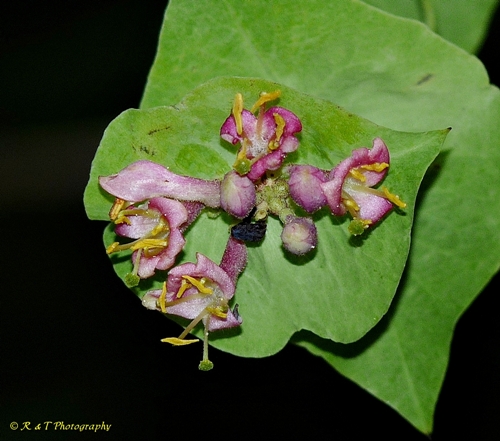 {Lonicera dioica}